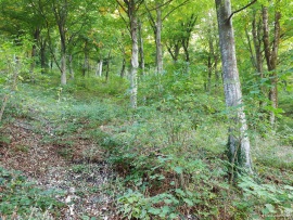 Klimastabiler_Mischwald-31