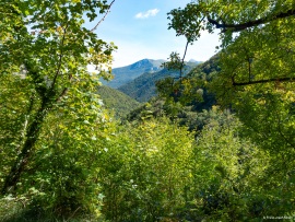Klimastabiler_Mischwald-33