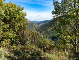 Klimastabiler_Mischwald-36