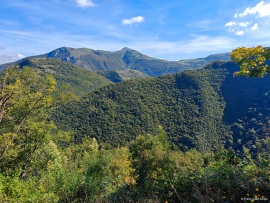 Klimastabiler_Mischwald-38