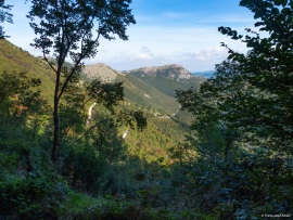 Klimastabiler_Mischwald-39