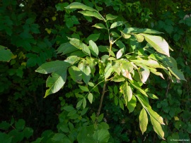 Klimastabiler_Mischwald-5