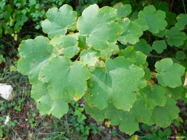 Klimastabiler_Mischwald-7