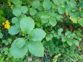 Klimastabiler_Mischwald-8