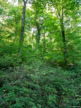 Klimastabiler_Mischwald-9