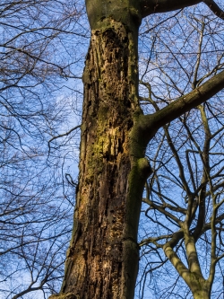 Von Pilzen befallener Buchenstamm ohne Borke