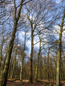 Von Pilzen befallene Buche mit vitaler Baumkrone