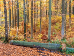 68 cm dicker Baumstamm vor abwechslungsreichem Plenterwald