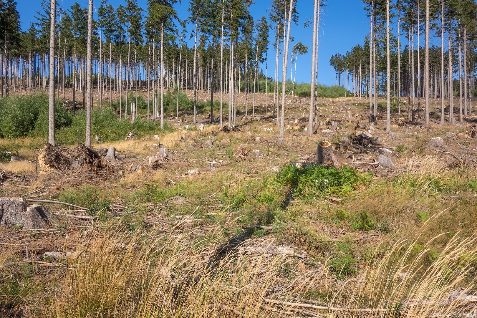 Salvage_Logging_NLP_Harz_02