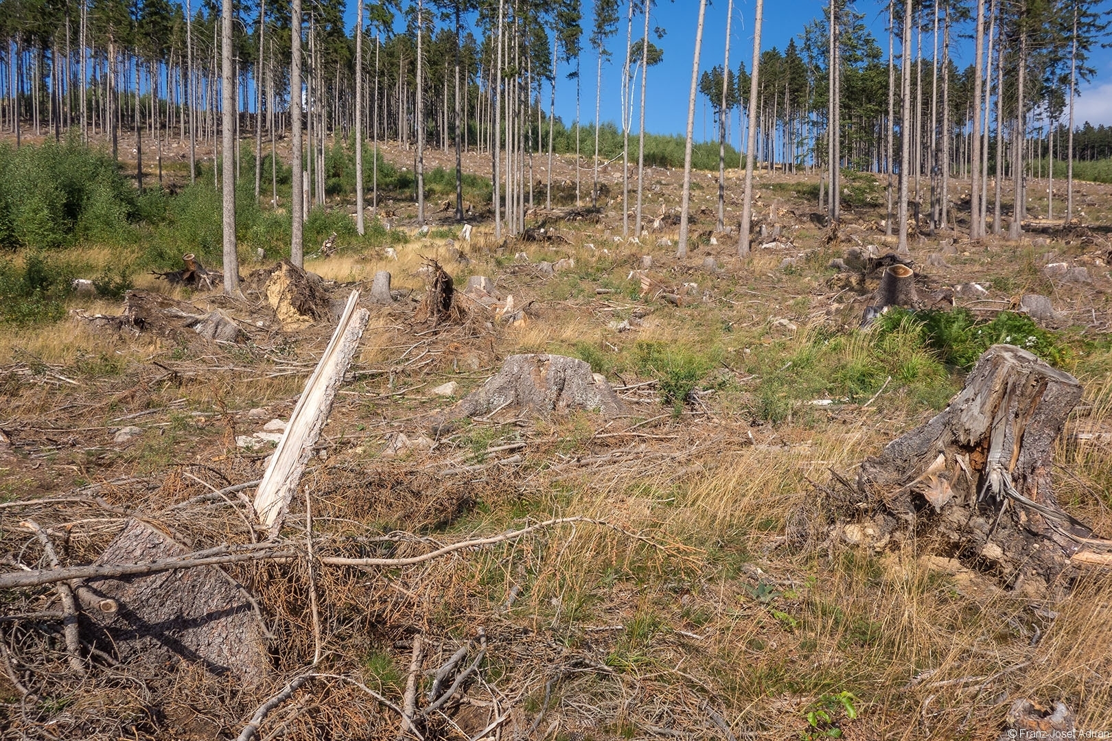 Salvage_Logging_NLP_Harz_03