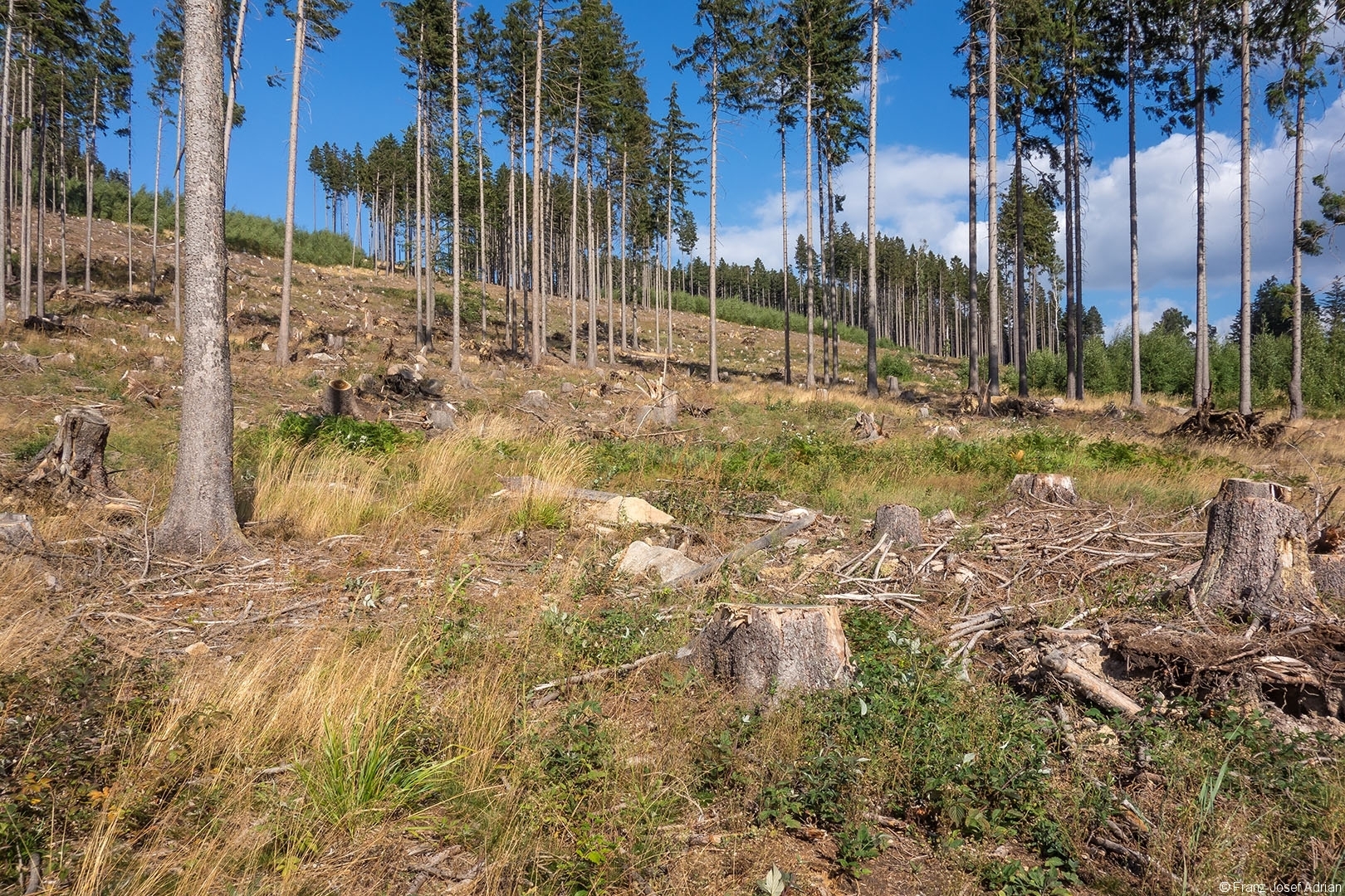 Salvage_Logging_NLP_Harz_04a