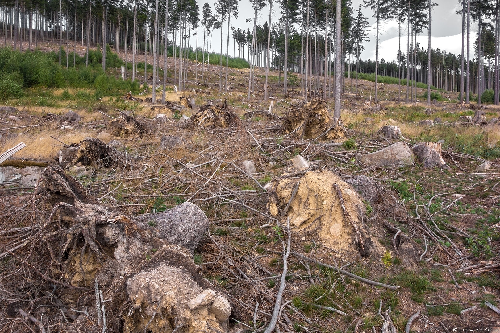 Salvage_Logging_NLP_Harz_05