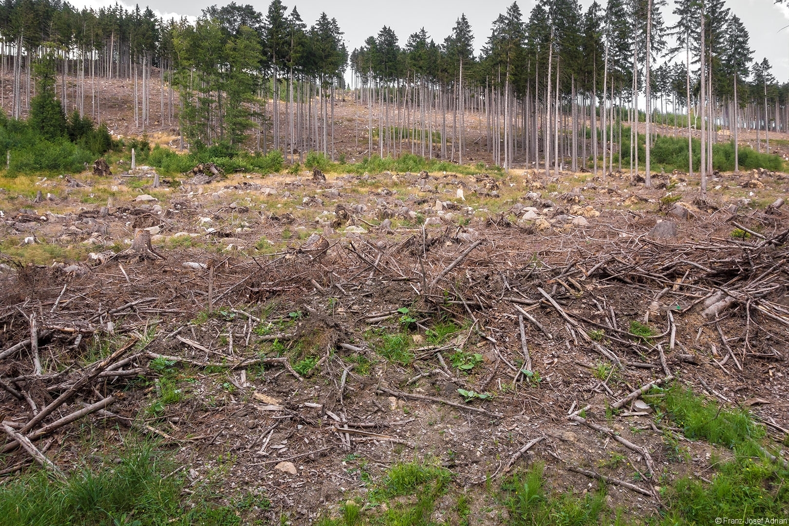 Salvage_Logging_NLP_Harz_07