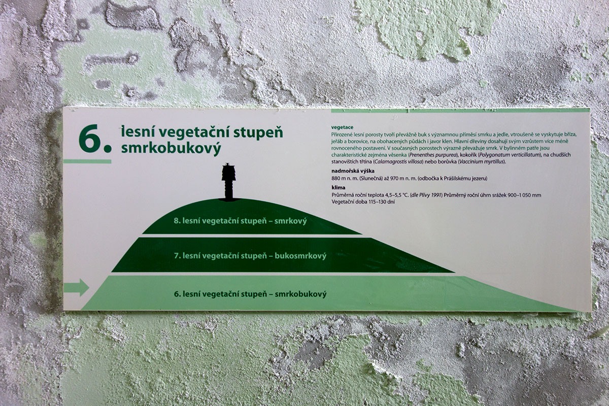 Fichtenbuchenstufe