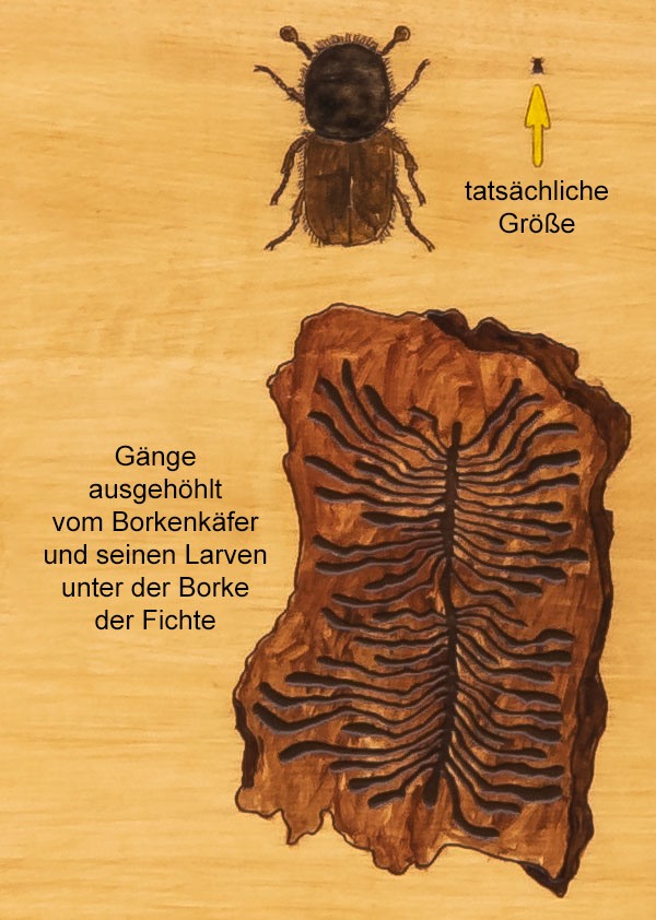 Larvengaenge