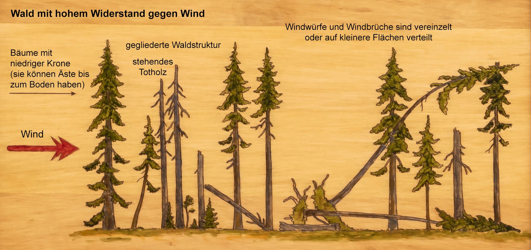 Orkan_Urwald