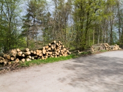 Holzsammelplatz am Parkplatz Heissiwald