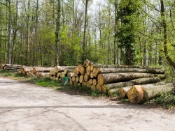 Holzsammelplatz am Parkplatz Heissiwald