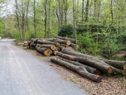 Holzpolter am Forstweg im Heissiwald