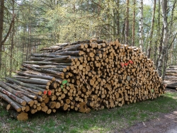 Holzpolter im NSG Kienhorst
