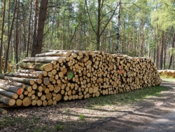 Holzpolter im NSG Kienhorst