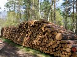 Holzpolter im NSG Kienhorst