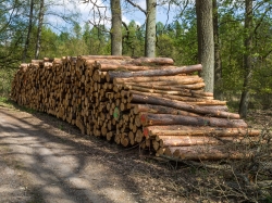 Holzpolter im NSG Kienhorst
