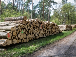 Holzpolter im NSG Kienhorst