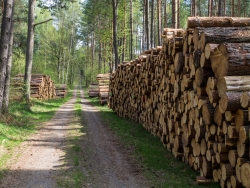 Holzpolter im NSG Kienhorst