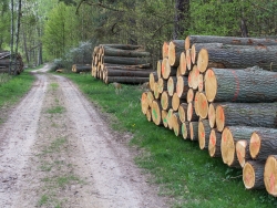 Holzpolter im NSG Kienhorst