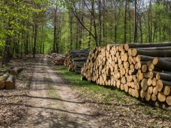 Holzpolter im NSG Kienhorst