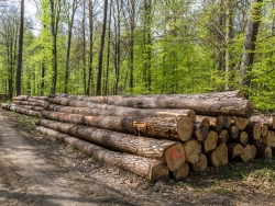 Holzpolter im NSG Kienhorst