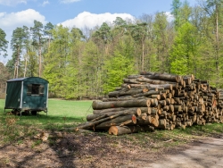 Holzpolter im NSG Kienhorst