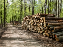 Holzpolter im NSG Kienhorst