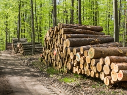Holzpolter im NSG Kienhorst