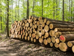 Holzpolter im NSG Kienhorst
