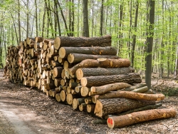 Holzpolter im NSG Kienhorst