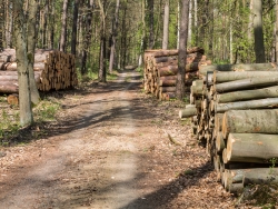 Holzpolter im NSG Kienhorst