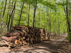 Holzpolter im NSG Kienhorst