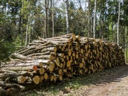 Holzpolter im NSG Kienhorst