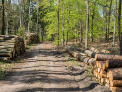 Holzpolter im NSG Kienhorst