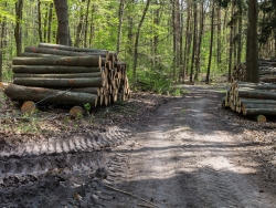 Holzpolter im NSG Kienhorst