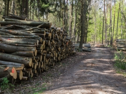 Holzpolter im NSG Kienhorst
