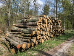Holzpolter im NSG Kienhorst