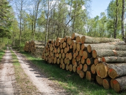 Holzpolter im NSG Kienhorst
