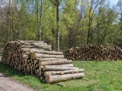 Holzpolter im NSG Kienhorst
