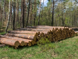 Holzpolter im NSG Kienhorst