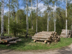 Holzpolter im NSG Kienhorst