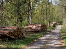 Holzpolter im NSG Kienhorst