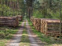 Holzpolter im NSG Kienhorst
